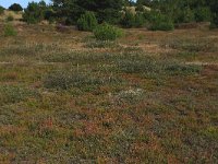 NL, Friesland, Vlieland, Kooisplek 27, Saxifraga-Hans Boll