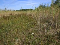 NL, Friesland, Vlieland, Kooisplek 30, Saxifraga-Hans Boll