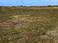 NL, Friesland, Vlieland, Kooisplek 32, Saxifraga-Hans Boll