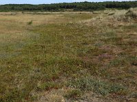 NL, Friesland, Vlieland, Kooisplek 36, Saxifraga-Hans Boll