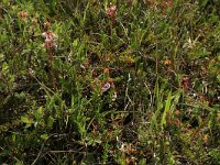 NL, Friesland, Vlieland, Kooisplek 50, Saxifraga-Hans Boll