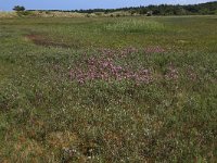 NL, Friesland, Vlieland, Kooisplek 52, Saxifraga-Hans Boll