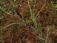 NL, Friesland, Vlieland, Kooisplek 54, Saxifraga-Hans Boll