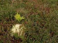 NL, Friesland, Vlieland, Kooisplek 58, Saxifraga-Hans Boll