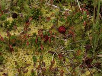 NL, Friesland, Vlieland, Kooisplek 59, Saxifraga-Hans Boll