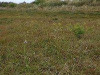 NL, Friesland, Vlieland, Kooisplek 61, Saxifraga-Hans Boll