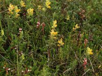 NL, Friesland, Vlieland, Kooisplek 64, Saxifraga-Hans Boll