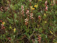 NL, Friesland, Vlieland, Kooisplek 65, Saxifraga-Hans Boll