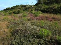 NL, Friesland, Vlieland, Kooisplek 7, Saxifraga-Hans Boll