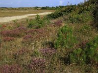 NL, Friesland, Vlieland, Kooisplek 8, Saxifraga-Hans Boll