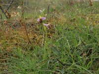 NL, Friesland, Vlieland, Noordzeeduin 4, Saxifraga-Hans Boll