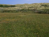 NL, Friesland, Vlieland, Oostervallei 1, Saxifraga-Hans Boll