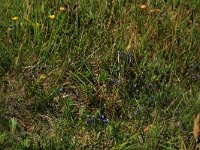 NL, Friesland, Vlieland, Oostervallei 4, Saxifraga-Hans Boll