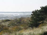 NL, Friesland, Vlieland, Posthuiswad 1, Saxifraga-Hans Boll