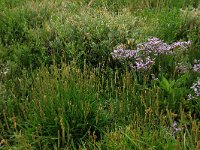 NL, Friesland, Vlieland, Posthuiswad 10, Saxifraga-Hans Boll