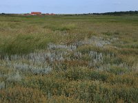 NL, Friesland, Vlieland, Posthuiswad 11, Saxifraga-Hans Boll