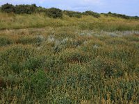 NL, Friesland, Vlieland, Posthuiswad 12, Saxifraga-Hans Boll