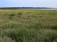 NL, Friesland, Vlieland, Posthuiswad 13, Saxifraga-Hans Boll