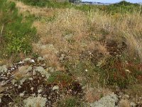 NL, Friesland, Vlieland, Poterslid 13, Saxifraga-Hans Boll