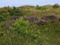 NL, Friesland, Vlieland, Poterslid 2, Saxifraga-Hans Boll