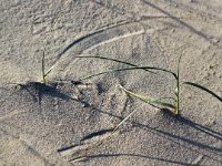 NL, Friesland, Vlieland, Strandhotel 3, Saxifraga-Bart Vastenhouw