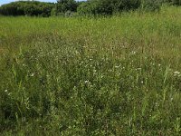 NL, Friesland, Vlieland, Tweede Kroons Polder 20, Saxifraga-Hans Boll