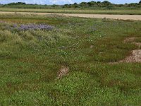 NL, Friesland, Vlieland, Tweede Kroons Polder 4, Saxifraga-Hans Boll