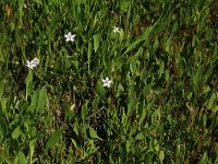 NL, Friesland, Vlieland, Tweede Kroons Polder 5, Saxifraga-Hans Boll