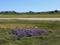 NL, Friesland, Vlieland, Tweede Kroons Polder 6, Saxifraga-Hans Boll