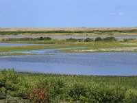 NL, Friesland, Vlieland, Vierde Kroons Polder 4, Saxifraga-Hans Boll