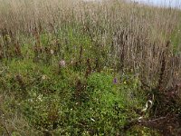 NL, Friesland, Vlieland, Vierde Kroons Polder 5, Saxifraga-Hans Boll