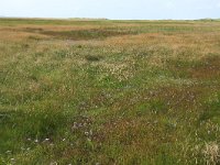 NL, Friesland, Vlieland, Vliehors 1, Saxifraga-Hans Boll