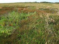 NL, Friesland, Vlieland, Vliehors 10, Saxifraga-Hans Boll