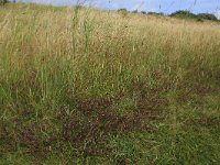 NL, Friesland, Vlieland, Vliehors 20, Saxifraga-Hans Boll