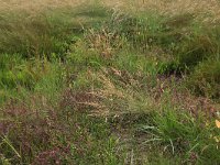 NL, Friesland, Vlieland, Vliehors 24, Saxifraga-Hans Boll