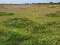 NL, Friesland, Vlieland, Vliehors 7, Saxifraga-Hans Boll