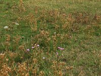 NL, Friesland, Vlieland, Westerveld 2, Saxifraga-Hans Boll