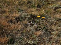 NL, Friesland, Vlieland, Zwarte Lid 4, Saxifraga-Hans Boll