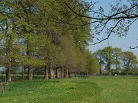 NL, Friesland, Wunseradeel, Makkum 6, Saxifraga-Hans Dekker