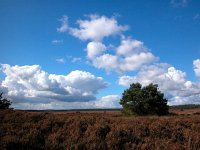 NL, Gelderland, Apeldoorn, Asselse Heide 1, Saxifraga-Bart Vastenhouw