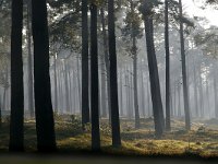 NL, Gelderland, Apeldoorn, Hoge Veluwe 1, Foto Fitis-Sytske Dijksen