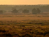 Heathland scene during sunset  Heathland scene during sunset : atmosphere, background, beam, beautiful, bright, cloud, creative nature, environment, field, fresh, glow, glowing, gold, golden, grass, green, greens, heath, heather, heathland, holland, idyllic, landscape, landschap, light, mood, national, natural, nature, nederland, nobody, orange, organic, outdoors, park, path, pathway, peace, picturesque, plants, ray, reserve, rudmer zwerver, rural, sand, serene, serenity, sky, stick, summer, sun, sunlight, tree, trees, walks, wood