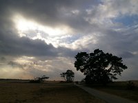 NL, Gelderland, Apeldoorn, Hoge Veluwe 2, Foto Fitis-Sytske Dijksen