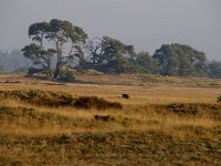 NL, Gelderland, Apeldoorn, Hoge Veluwe 3, Foto Fitis-Sytske Dijksen