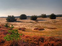 NL, Gelderland, Apeldoorn, Hoge Veluwe 8, Saxifraga-Rudmer Zwerver