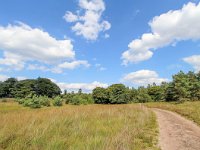 NL, Gelderland, Apeldoorn, Hoog Buurlose Heide 1, Saxifraga-Bart Vastenhouw