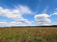 NL, Gelderland, Apeldoorn, Hoog Buurlose Heide 3, Saxifraga-Bart Vastenhouw