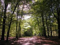 NL, Gelderland, Apeldoorn, Hoog Soeren 1, Saxifraga-Bart Vastenhouw