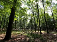 NL, Gelderland, Apeldoorn, Hoog Soeren 4, Saxifraga-Bart Vastenhouw