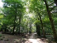 NL, Gelderland, Apeldoorn, Hoog Soeren 5, Saxifraga-Bart Vastenhouw